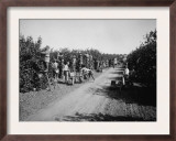 California Citrus Heritage Recording Project  Workers Harvesting Oranges  Riverside County  1930
