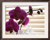 Purple Orchids II