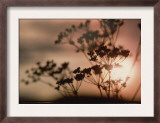 Queen Anne's Lace with Sun