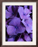 Purple Hydrangea Close-up
