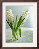 White Carnegie Hyacinth