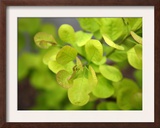 Fresh Bloom IV