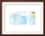 White Mums Triptych