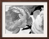 Delicate Blossom