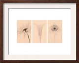 Faint Petals Triptych