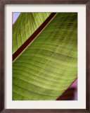 Regal Leaf II