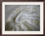 Fossil Shells I