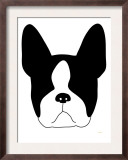 Boston Terrier
