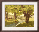Deer in the Woods