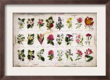 Vintage Botanical