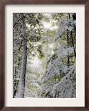 Winter Forest II
