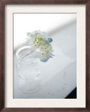 Small Cluster of White Hydrangea