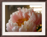 Delicate Blossoms IV