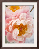 Delicate Blossom III