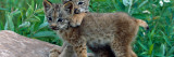 Pair of Lynx Kittens Playing on Rock  Minnesota