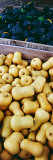 High Angle View of Bins of Harvested Butternut and Acorn Squash  New York