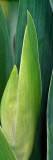 Iris Flower (Iris Germanica) Bud and Leaves