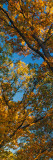 Low Angle View of Autumn Color Tree Canopy  Palisades-Kepler State Park  Iowa