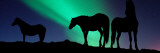 Silhouette of Horses at Dusk  Iceland