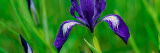 Oregon Iris Bud and Flowers in Bloom