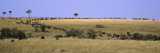 Wildebeests and Zebra Migration  Masai Mara National Reserve  Kenya