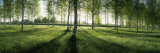 Birch Trees in a Forest  Imatra  South Karelia  Southern Finland