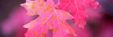 Autumn Color Maple Tree Leaves