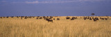 Wildebeests Migration  Masai Mara National Reserve  Kenya