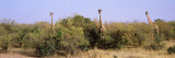 Giraffes (Giraffa Camelopardalis) Walking in a Field  Masai Mara National Reserve  Kenya