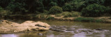 Herd of Hippopotamus in a Waterhole  Masai Mara National Reserve  Kenya