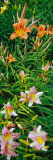 Day Lilies Blooming