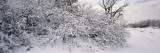 Bushes Covered With Snow  La Sal Mountains  Moab  Utah