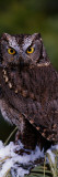 Eastern Screech Owl on Pine Tree Branch  Canada