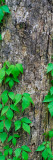 Poison Ivy Vine on Tree Trunk  Kistachie National Forest  Louisiana