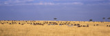 Wildebeests and Zebra Migration  Masai Mara National Reserve  Kenya