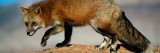 Red Fox on Hilltop