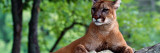 Female Cougar Lying on Rock  Minnesota