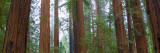 Redwood Trees