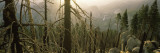 Burnt Trees in a Forest  Nevada Fall  Yosemite National Park  California