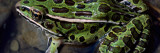 High Angle View of Northern Leopard Frog (Rana Pipiens) in Shallow Water  New York