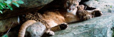 Female Cougar Lying Under Rock Overhang With Cubs  Minnesota