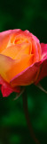 Single Rose Flower Blossom