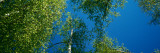 Low-Angle View of Birch Tree Canopy
