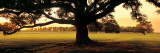 Oak Tree at Sunset  Louisiana