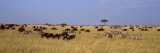 Wildebeests and Zebra Migration  Masai Mara National Reserve  Kenya