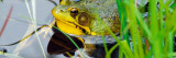 Green Frog (Rana Clamitans) Hiding Behind Pond Grasses  New York