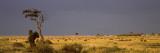 Wildebeests Migration  Masai Mara National Reserve  Kenya