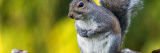 Eastern Gray Squirrel (Sciurus Caroliniensis) on Mossy Log  North Carolina