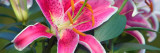 Stargazer Lily Flowers (Lilium ‘Stargazer’) in Bloom  Close Up  North Carolina