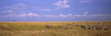 Zebra Migration  Masai Mara National Reserve  Kenya